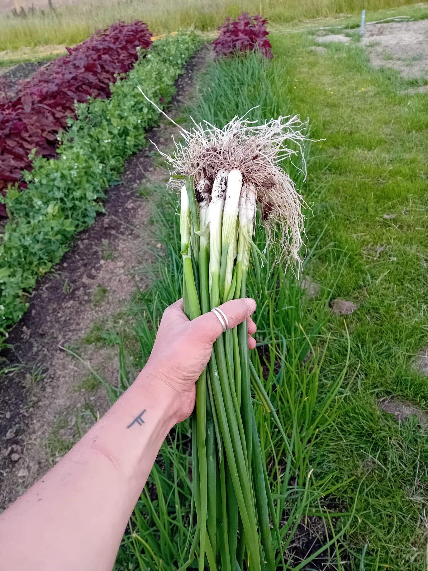 Sarn veg